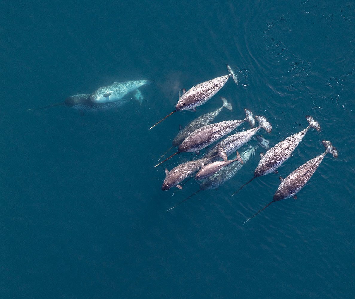 Narwhal sở hữu kích cỡ trung bình trong phân bộ cá voi có răng