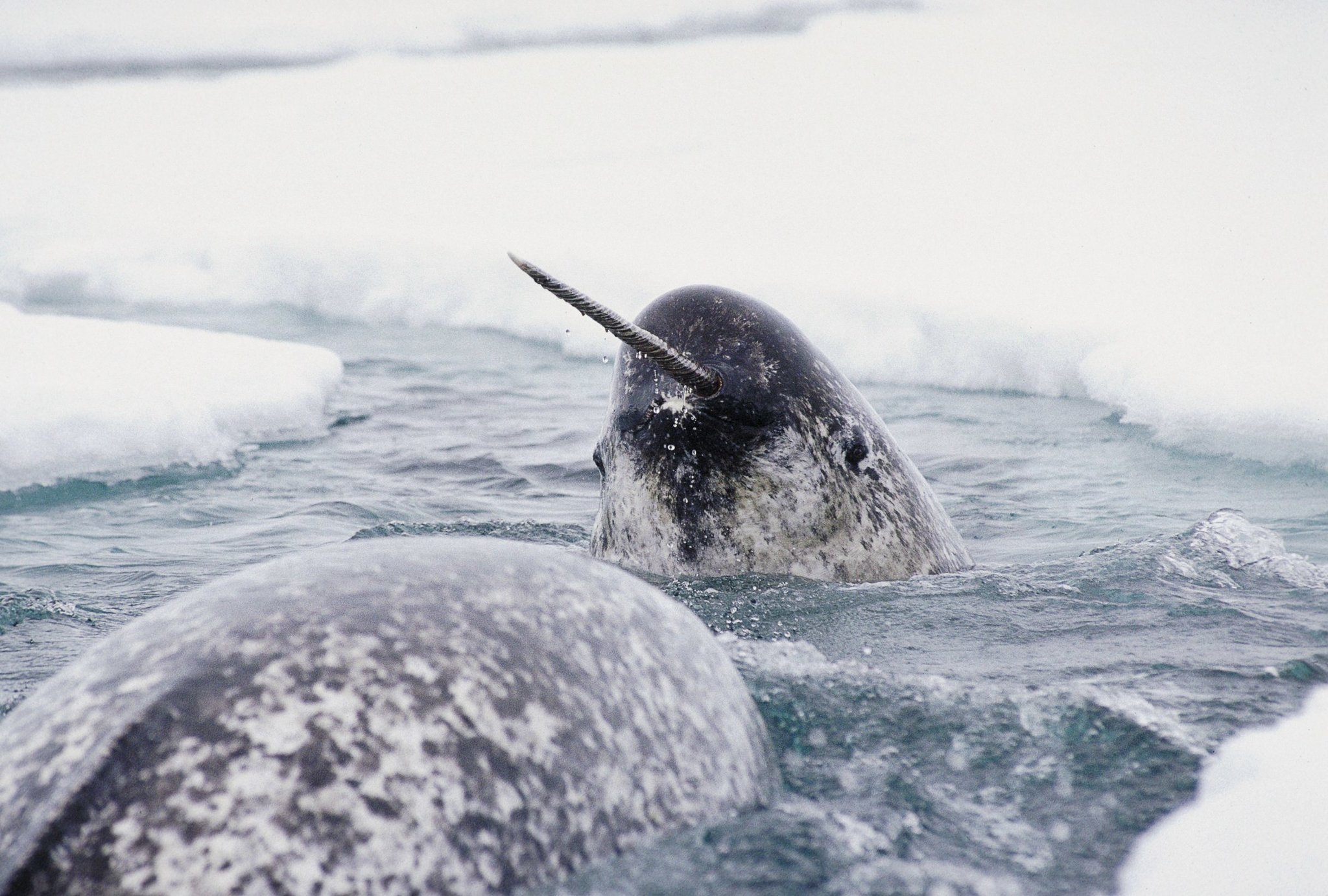 Xoay quanh chiếc sừng của Narwhal, con người đã đặt ra rất nhiều giả thuyết