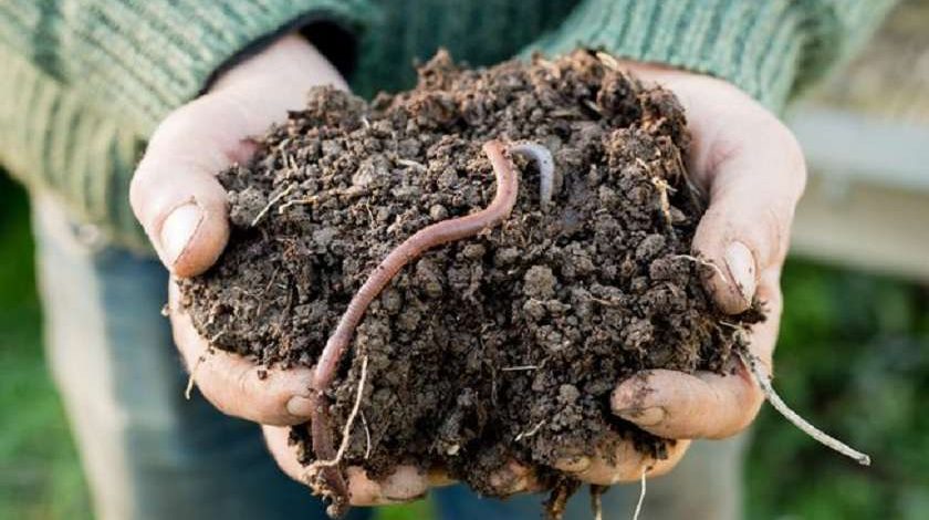 tác hại của thuốc trừ sâu ảnh hưởng đến các sinh vật trong đất