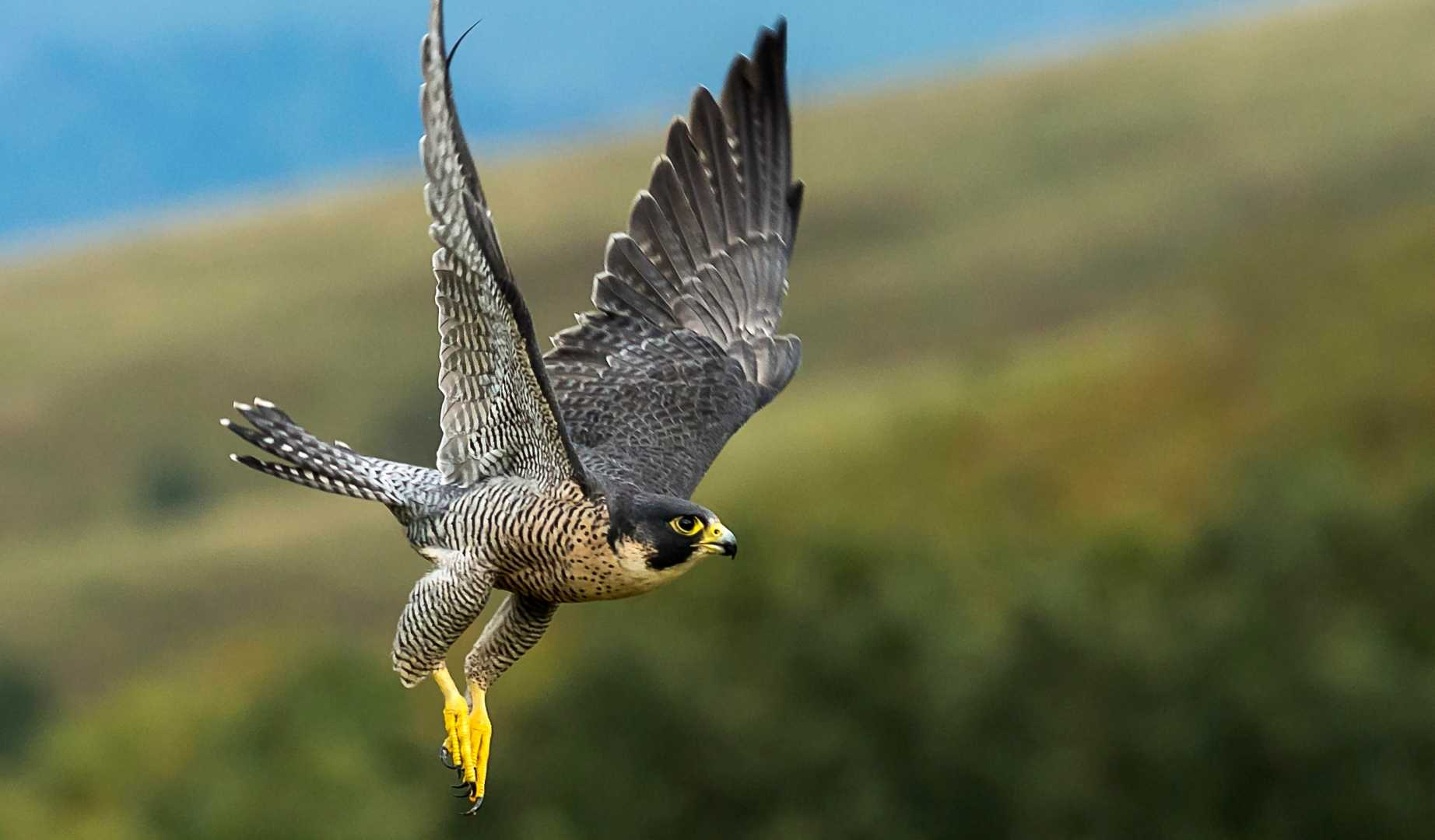Chim ưng peregrine có tốc độ di chuyển nhanh hơn so với báo gêpa